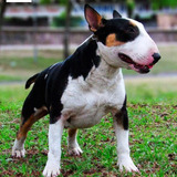 Bull Terrier - Bullterrier / Cachorros Pedigrí F C A