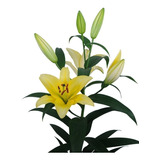 Bulbos De Flores Lilis Orientales-aromaticas - 5 Bulbos