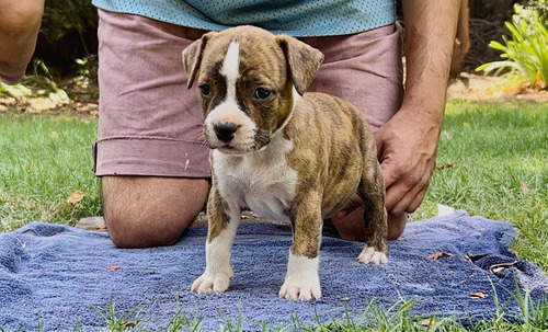 Cachorros American Staffordshire Terrier ! 