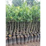 Plantas De Naranjo40 Y Limones40