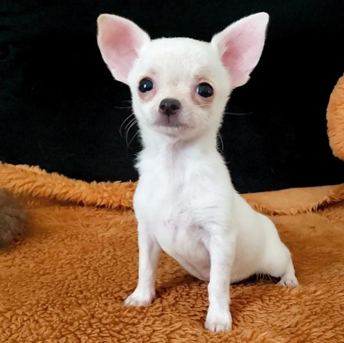 Chihuahua Chiuaua De Pelo Curto Femea 