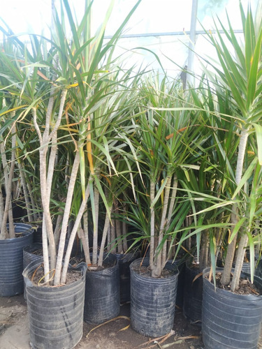 Palmera Dracena Marginata Ramificada En Envase De 10 Litros