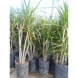 Palmera Dracena Marginata Ramificada En Envase De 10 Litros