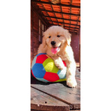 Filhote Golden Retriever  Pedigree Microchip Boavistakennel