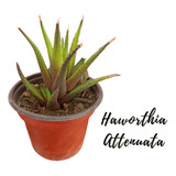 Haworthia Attenuata Suculenta Africana + Semillas Mix