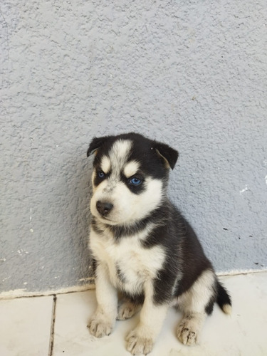 Cachorros Huskys Preciosos