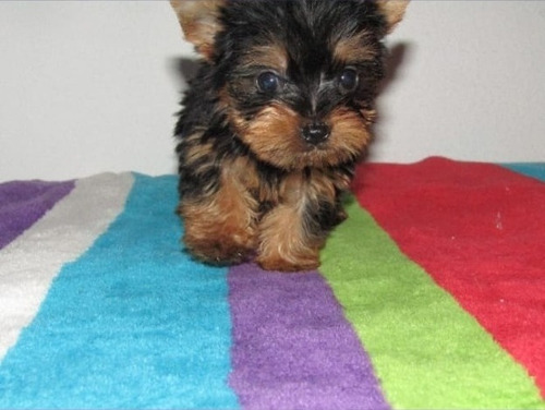 Hermoso Yorkshire Terrier Mini Recoleta Belgrano