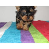 Hermoso Yorkshire Terrier Mini Recoleta Belgrano