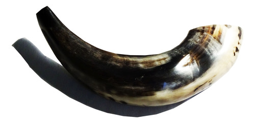 Shofar De Carnero Importado De Israel Varios Tamaños