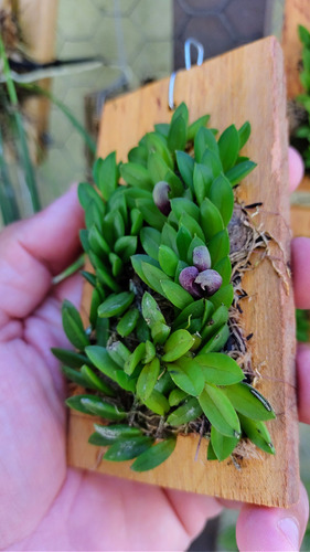 Acianthera Sarracenia - Orquídea - Micro Orquídea! Linda.