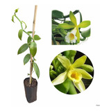 Muda De Orquídea Baunilha Vanilla Planifolia Feita De Estaca