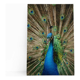 Pavão Azul Animais Fotografia Quadro Canvas 60x40cm