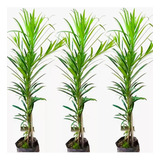 Kit 5 Mudas De Podocarpus - Plantas Para Cerca Viva