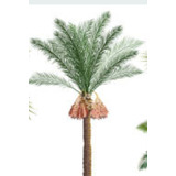 Palmera Real Australiana ( Archontophoenix Alexandrae)