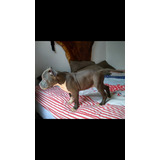 Perros American Bully Pocket Con Registro Abkc