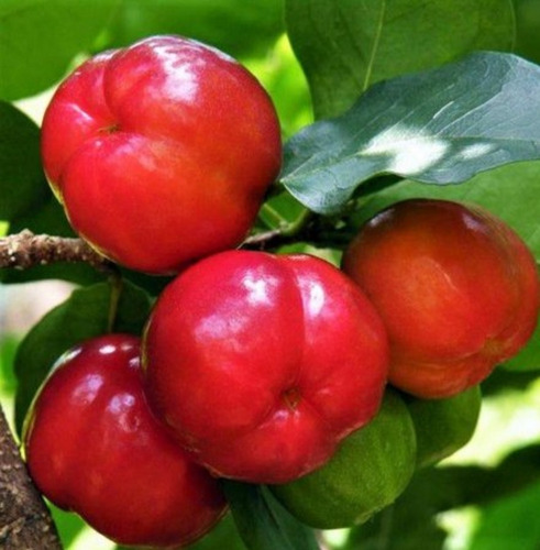 Linda Muda De Acerola Gigante Precoce 