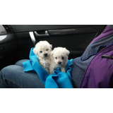 Poodle Toy Hermosos