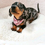 Bellos Dachshund Miniatura Arlequin