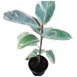 Planta Ficus Elástica Variegado Gomero