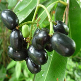 Jambolan ( Arbol ) 1m  Syzygium Cumini Exotico Fruto