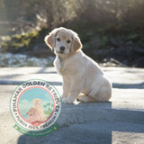 Cachorras Y Cachorros Premium - Pinamar Golden Retriever