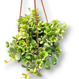 Planta Natural Peperomia Hope Cuia 21 Pendente Decoraçao