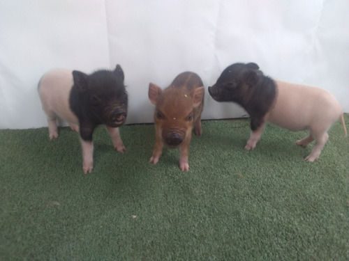 Cerditos Minipig Pig Mini Pig Pig Pig 2021