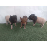 Cerditos Minipig Pig Mini Pig Pig Pig 2021