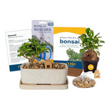 Kit De Árbol De Bonsái De Costa Farms, Árbol De Bonsái Vivo 