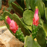 Opuntia Forrageira/palma-doce 50 Mudas!