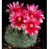 Semillas De Cactus Gymnocalycium Baldianum Colección Rara