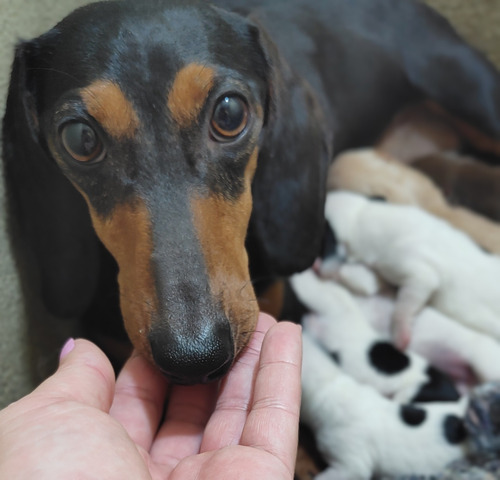 Filhotes   Machos De Dachshund