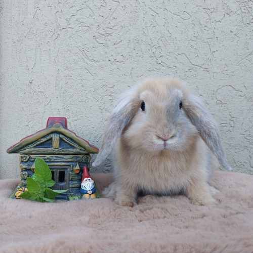 Conejitos Holland Lop Mini Belier Holandés Enanos De Orejas