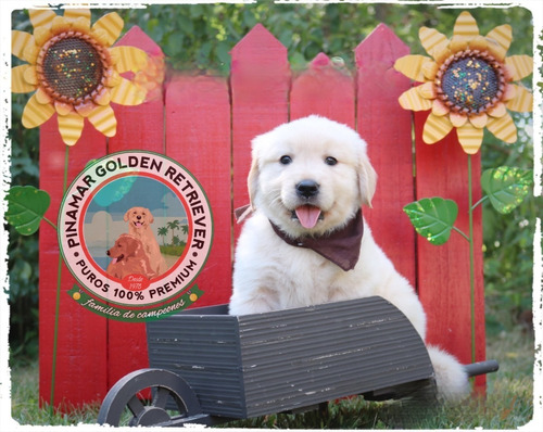 Nuestros Cachorros Nos Enorgullecen, Solo Golden Retriever