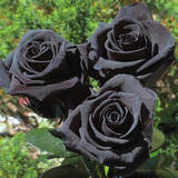  Rosa Negra Exotica + Abono