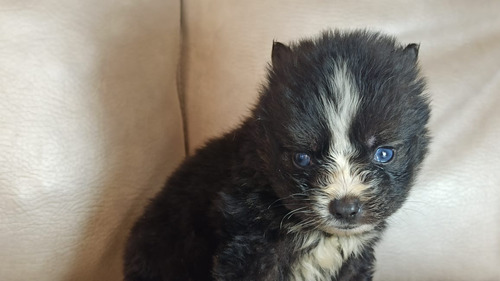 Cachorros Pomsky Mini Perros En Venta En Cucutá