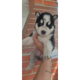 Husky Siberiano Filhotes Alto Padrão Wooly