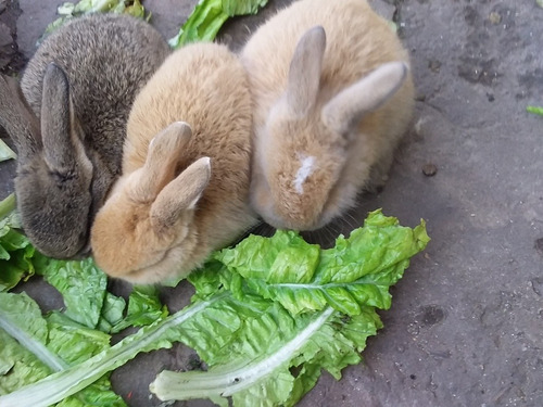 Conejitos Criados En Ambiente Familiar Para Mascota