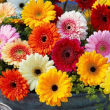 Semillas De Gerbera Bellos Jardines