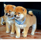 Shiba Inu Cachorros Hembras Y Machos