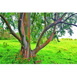 Árbol De Eucalipto Arcoiris, Especie Unica 