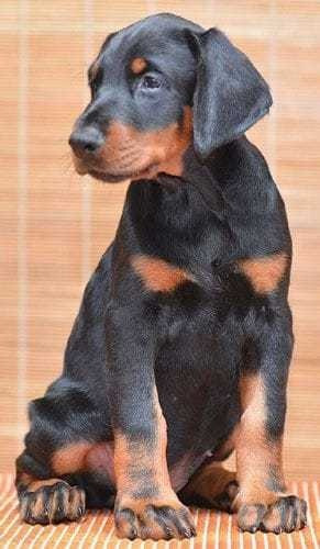 Doberman Adorables Cachorros Calidad Gold