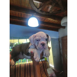 Cachorros Bulldog Ingles Exoticos. Blue Tri 