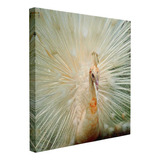 Cuadro Pavo Real Albino Con Plumaje Dorado 50x50