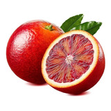 Naranja Sangre (muy Dulce) Roja Injerto Cítrico Rojo Raro