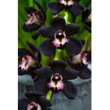 250 Semillas De Orquídea Negra, Nueva Variedad, + Abono