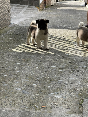 Se Vende Akita Americano (mascota)