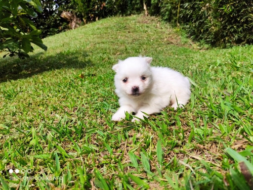 Cachorro Pomsky Macho Puppy Perrito Cachorrito Blanco 