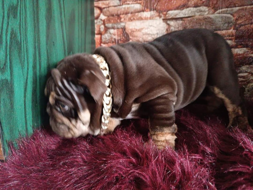 Hermoso Cachorro Bulldog Ingles