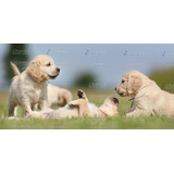 Cachorros Golden Retriever Con Vacunas Desparasitados Y Cert